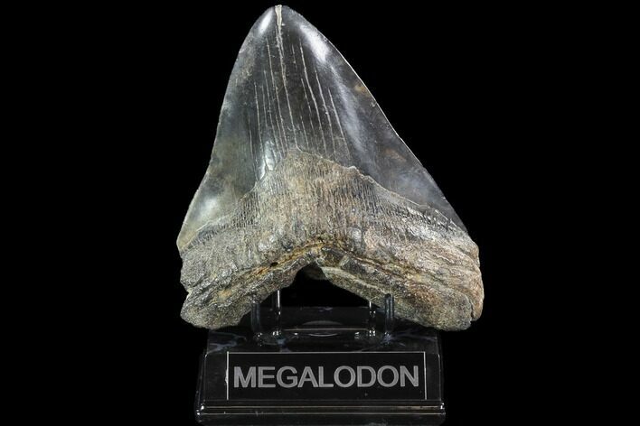 Huge, Fossil Megalodon Tooth - Morgan River, SC #92210
